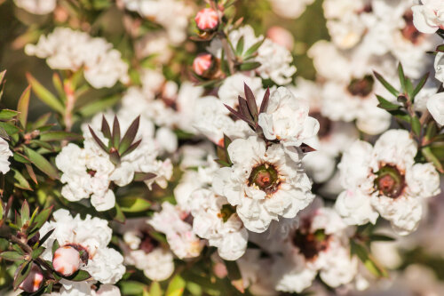 Leptospermum Scoparium 'Princess Anne'